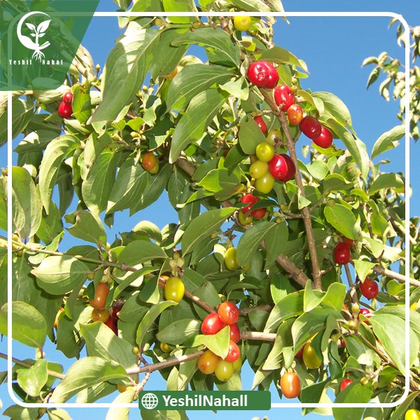 نهال زغال اخته محلی